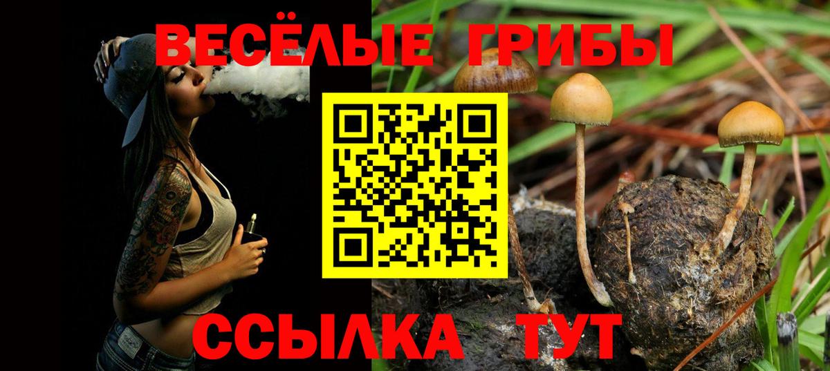 Галлюциногенные грибы Psilocybe Сокол